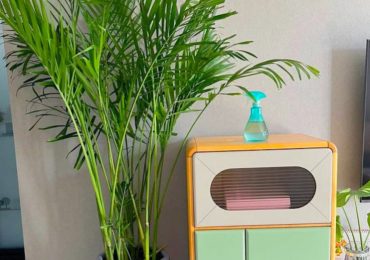 Đặt những loại cây này sẽ khiến nhà rộng bất ngờ