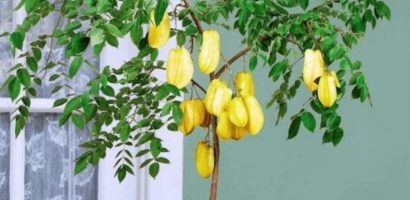 Vì sao năm 2025 thích hợp trồng cây khế ở sân vườn?