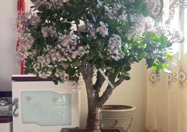 6 loài hoa có ý nghĩa biểu trưng cho sự giàu có và may mắn