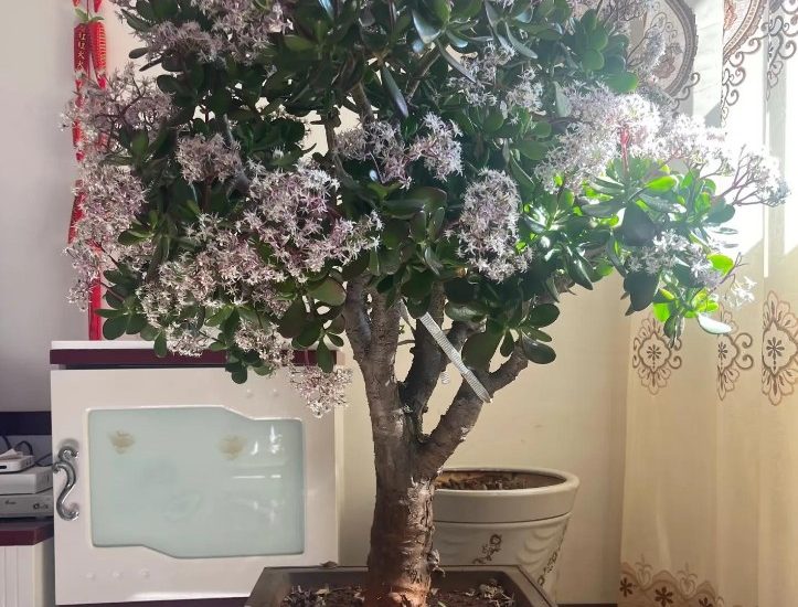 6 loài hoa có ý nghĩa biểu trưng cho sự giàu có và may mắn