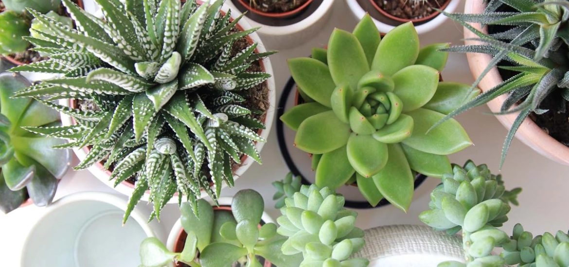Top những loại cây chịu nắng tốt, dễ trồng ở ban công chung cư