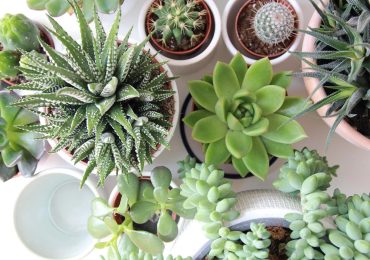 Top những loại cây chịu nắng tốt, dễ trồng ở ban công chung cư