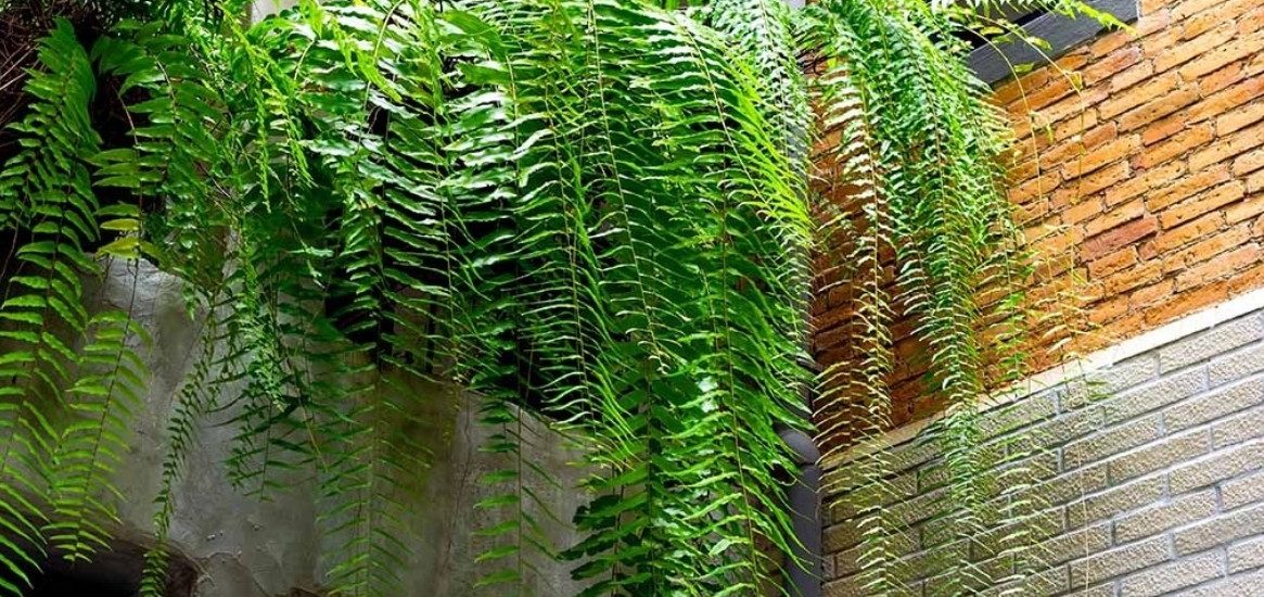 Điểm danh những loại cây sống tốt ở ban công chung cư thiếu nắng