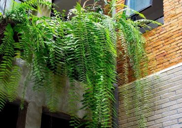 Điểm danh những loại cây sống tốt ở ban công chung cư thiếu nắng