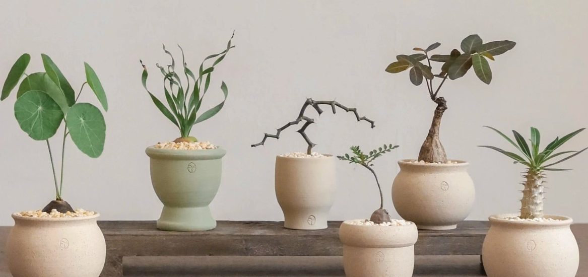 Giới trẻ và thú cây cảnh mini kiểu độc, lạ