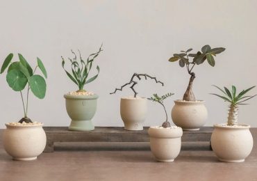 Giới trẻ và thú cây cảnh mini kiểu độc, lạ