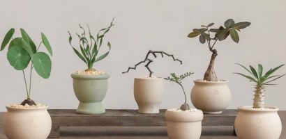 Giới trẻ và thú cây cảnh mini kiểu độc, lạ