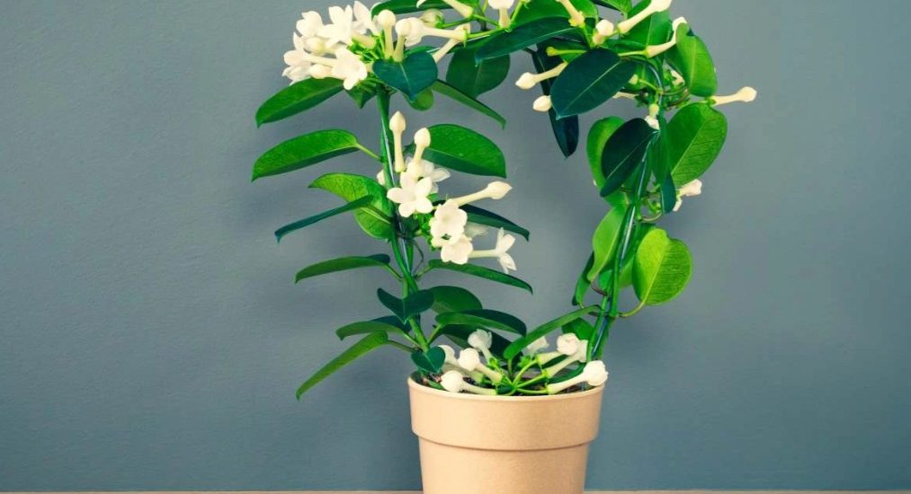 Top những loại cây có hương thơm rất hợp trồng trong nhà