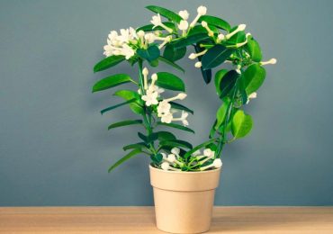 Top những loại cây có hương thơm rất hợp trồng trong nhà