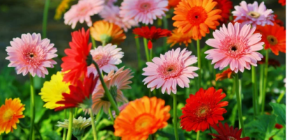 Loại cây trồng mang thịnh vượng, tốt phong thủy, lợi sức khỏe