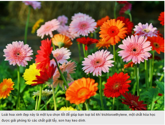 Loại cây trồng mang thịnh vượng, tốt phong thủy, lợi sức khỏe