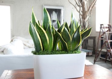 5 loại cây mang tới vượng khí, tốt cho sức khỏe nên trồng trong nhà