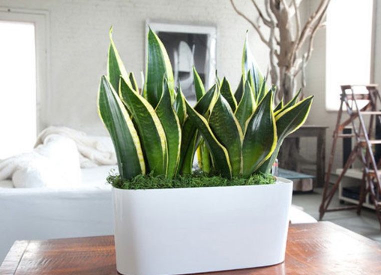 5 loại cây mang tới vượng khí, tốt cho sức khỏe nên trồng trong nhà