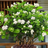 Loại cây trồng trong phòng ngủ giúp an thần, lọc không khí