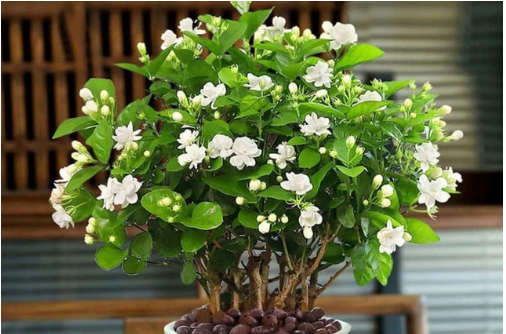 Loại cây trồng trong phòng ngủ giúp an thần, lọc không khí