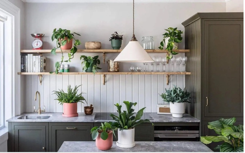 Để loại cây cảnh này trong bếp vừa giúp không gian có thêm sinh khí, vừa hút tài lộc