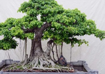 5 loại cây không nên trồng trong vườn nhà vào đầu năm mới