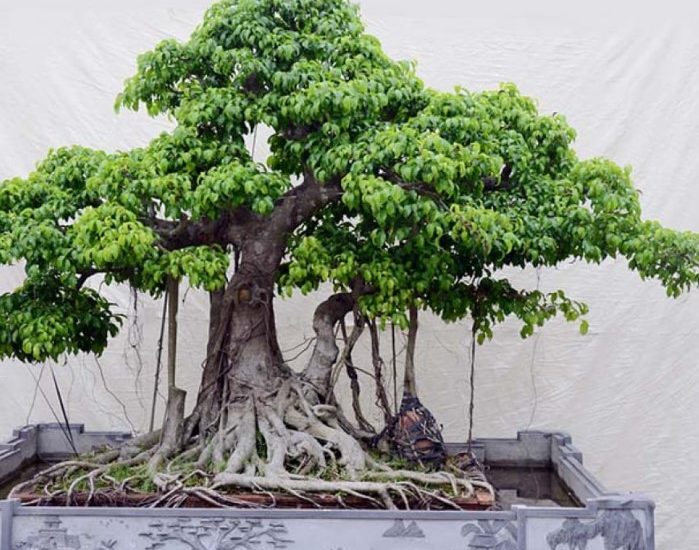 5 loại cây không nên trồng trong vườn nhà vào đầu năm mới