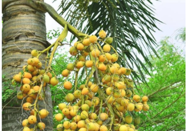 Cách bố trí cây cảnh trước nhà để mang lộc về nhà