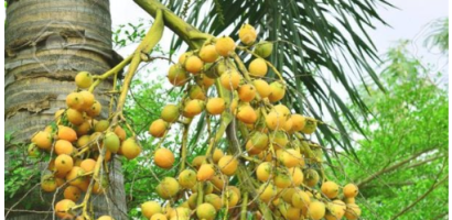 Cách bố trí cây cảnh trước nhà để mang lộc về nhà