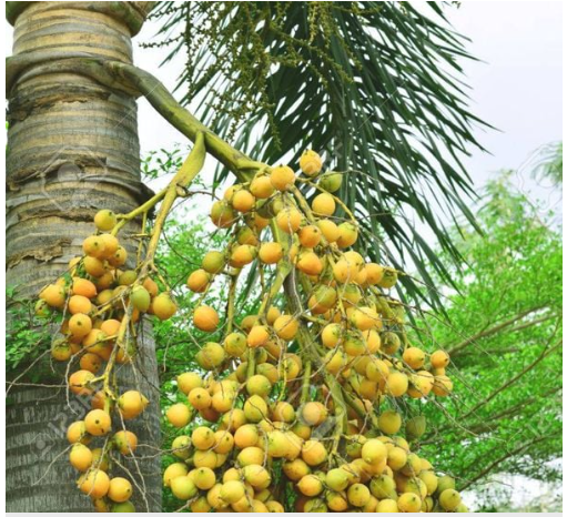 Cách bố trí cây cảnh trước nhà để mang lộc về nhà