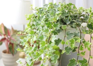 Các loại cây treo rủ tạo nên bức “rèm” xanh mát cho ban công mùa hè