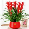 5 cây cảnh vừa có tác dụng thanh lọc không khí, vừa mang lại tài lộc cho gia chủ