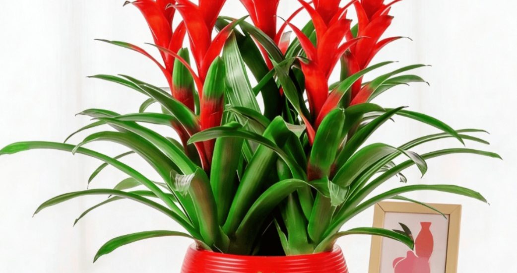5 cây cảnh vừa có tác dụng thanh lọc không khí, vừa mang lại tài lộc cho gia chủ