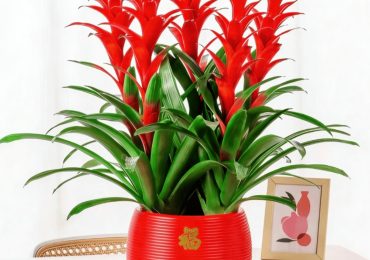 5 cây cảnh vừa có tác dụng thanh lọc không khí, vừa mang lại tài lộc cho gia chủ