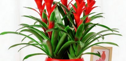 5 cây cảnh vừa có tác dụng thanh lọc không khí, vừa mang lại tài lộc cho gia chủ