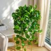 Bí quyết giữ cây trầu bà xanh tốt quanh năm bất chấp nắng nóng