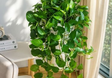 Bí quyết giữ cây trầu bà xanh tốt quanh năm bất chấp nắng nóng