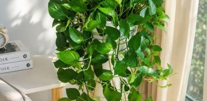 Bí quyết giữ cây trầu bà xanh tốt quanh năm bất chấp nắng nóng