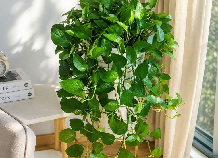 Bí quyết giữ cây trầu bà xanh tốt quanh năm bất chấp nắng nóng