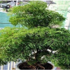 Muốn gia đạo yên ấm, tiền tài không thất thoát, đặt ngay cây đinh lăng ở vị trí này