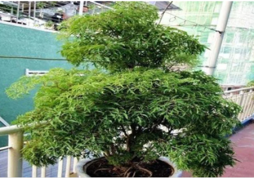 Muốn gia đạo yên ấm, tiền tài không thất thoát, đặt ngay cây đinh lăng ở vị trí này