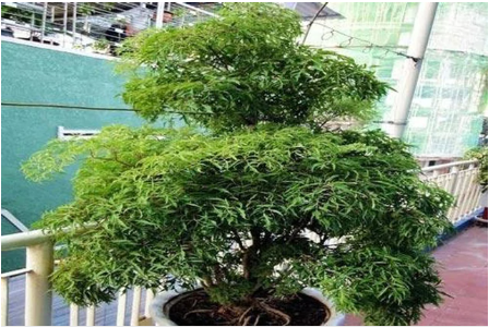 Muốn gia đạo yên ấm, tiền tài không thất thoát, đặt ngay cây đinh lăng ở vị trí này