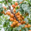 Ông bà ta xưa thường tránh trồng sát nhà