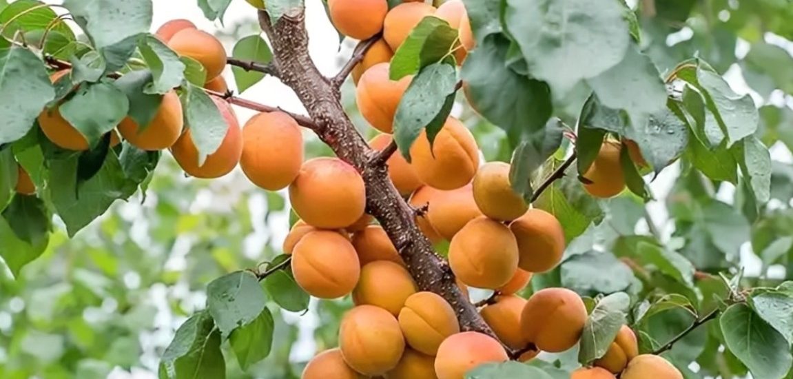Ông bà ta xưa thường tránh trồng sát nhà