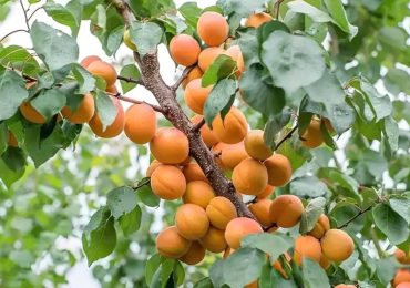 Ông bà ta xưa thường tránh trồng sát nhà