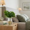 Hướng dẫn nhân giống cây trầu bà cực dễ chỉ với một cốc nước