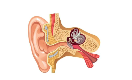 Bị ù tai nên ăn gì để hỗ trợ sức khỏe thính giác