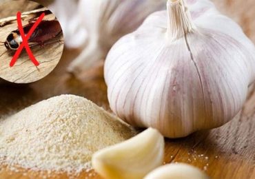 Mẹo dùng tỏi đuổi gián có thực sự hiệu quả?