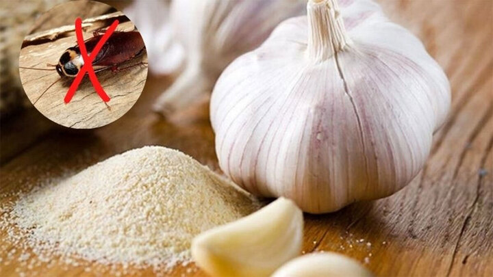 Mẹo dùng tỏi đuổi gián có thực sự hiệu quả?
