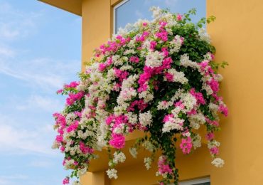 Những loại cây cảnh có hoa quanh năm, vừa đẹp nhà vừa hút tài lộc