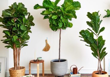 Top 3 loại cây lá to thích hợp để trang trí ở phòng khách
