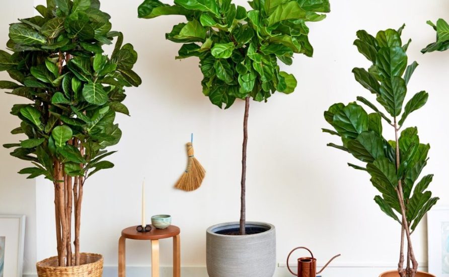 Top 3 loại cây lá to thích hợp để trang trí ở phòng khách